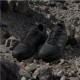 Παπούτσια Πεζοπορίας adidas Terrex Eastrail 3 Ανδρικά παπούτσια πεζοπορίας adidas Terrex Eastrail 3 (JR4001). Εξωτερική σόλα Traxion, αντικραδασμική ενδιάμεση σόλα EVA & ανθεκτικό επάνω μέρος